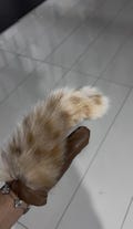 Cat lynx winter glove with leather