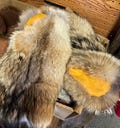 soft tanned fur mittens